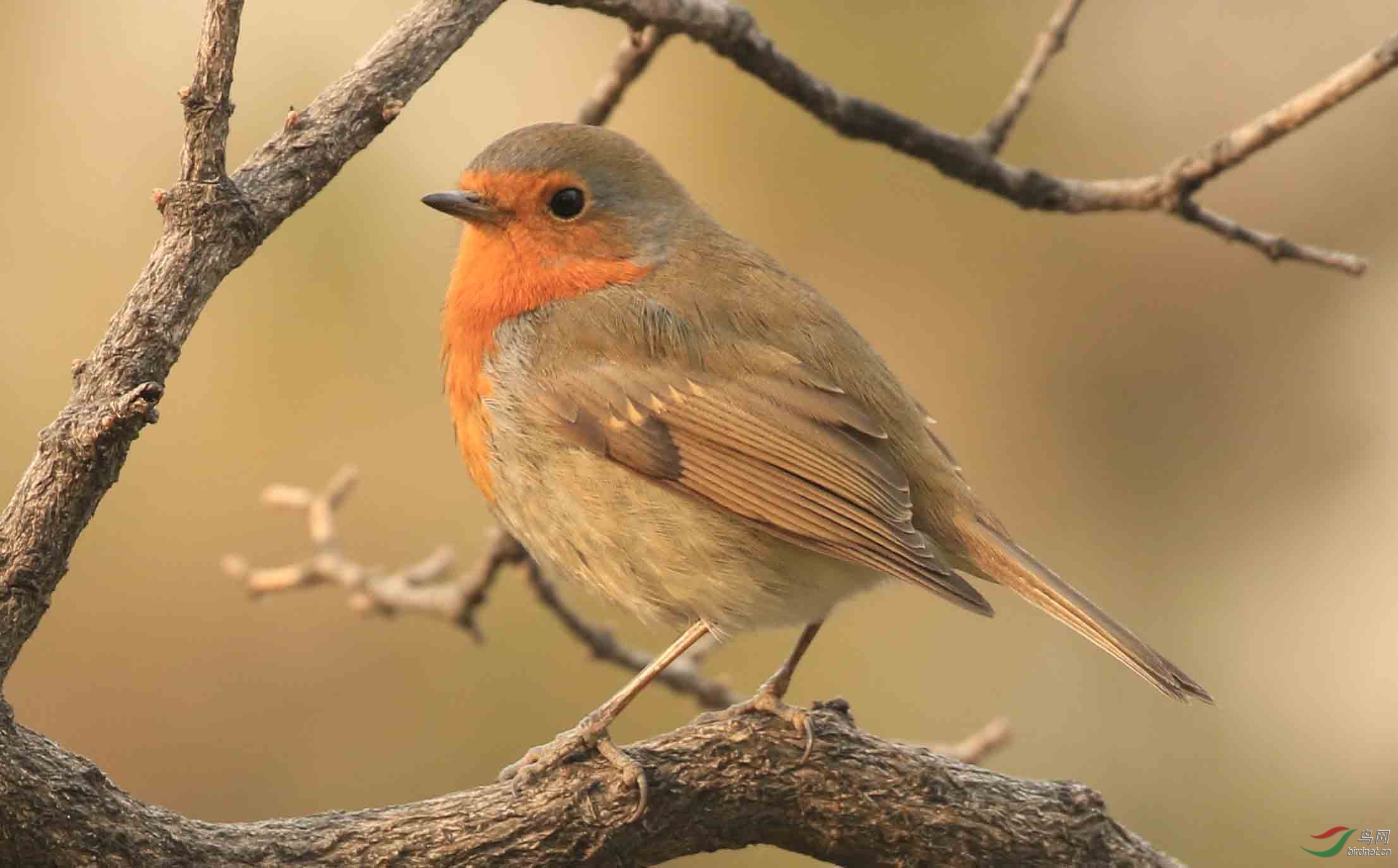 欧亚鸲---------------新年快乐