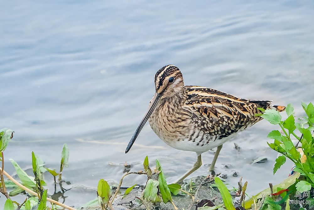 沙锥鹬 - 安徽版 anhui 鸟网