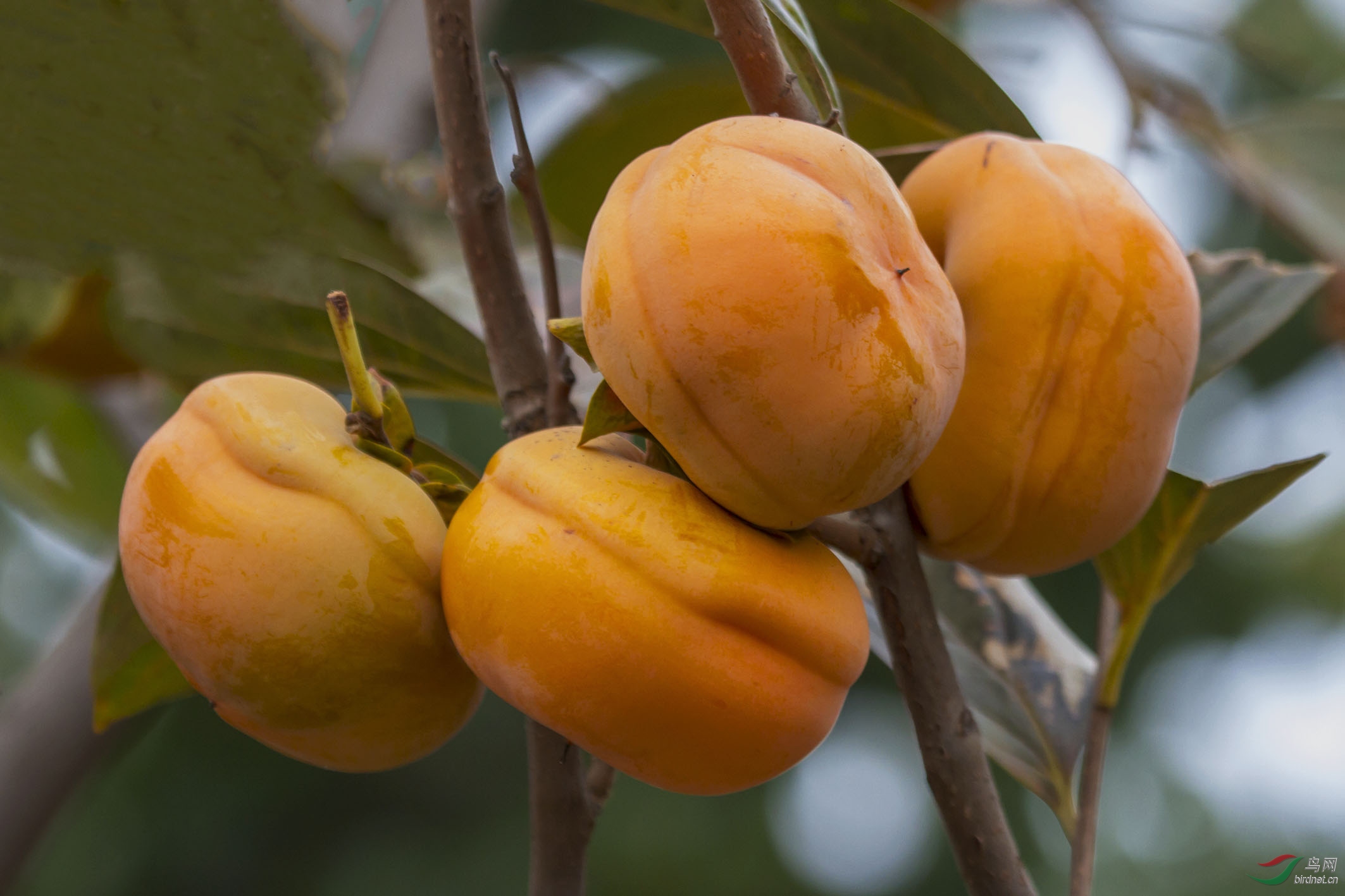 今天初四祝各位版主影友事事如意