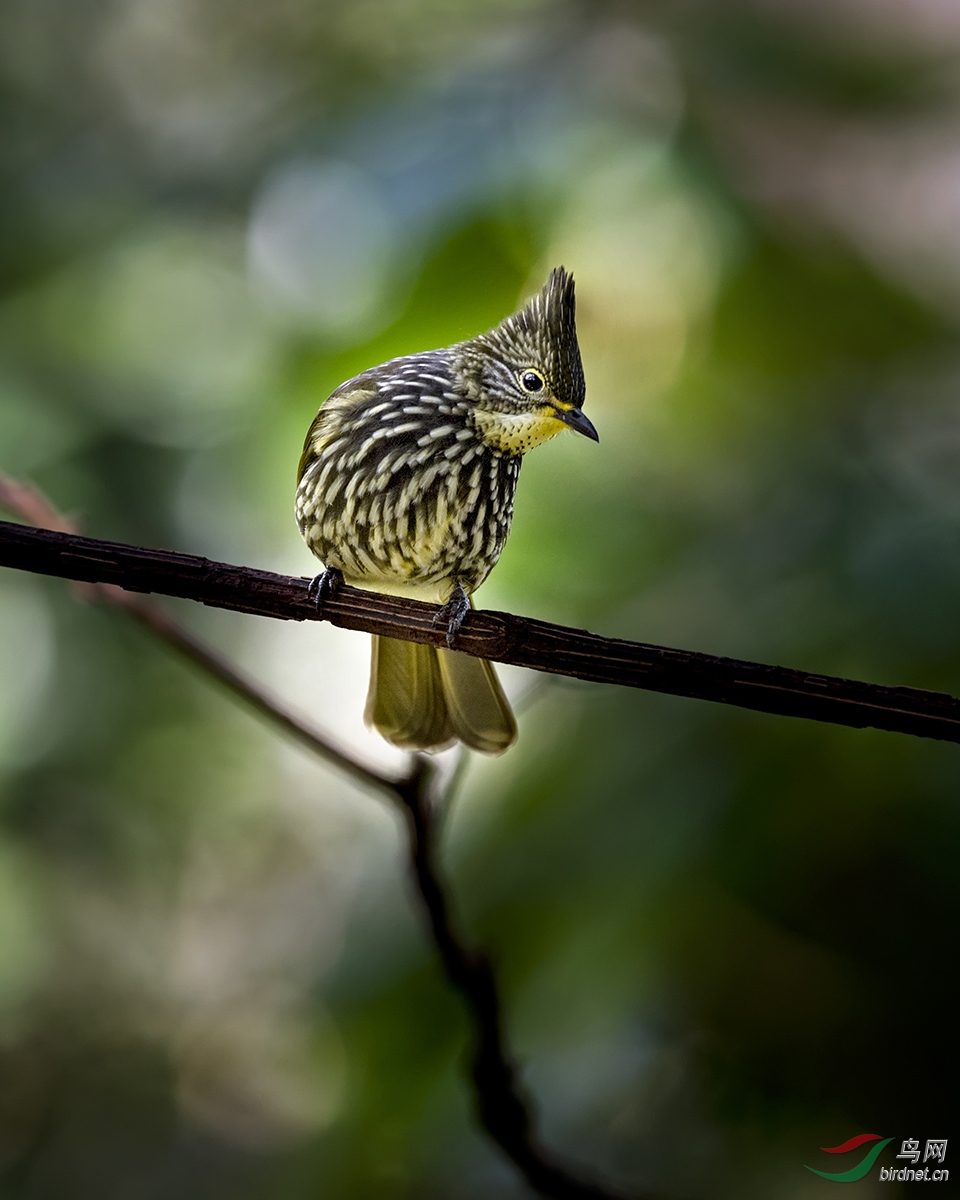 林鸟纵纹绿鹎仪表堂堂