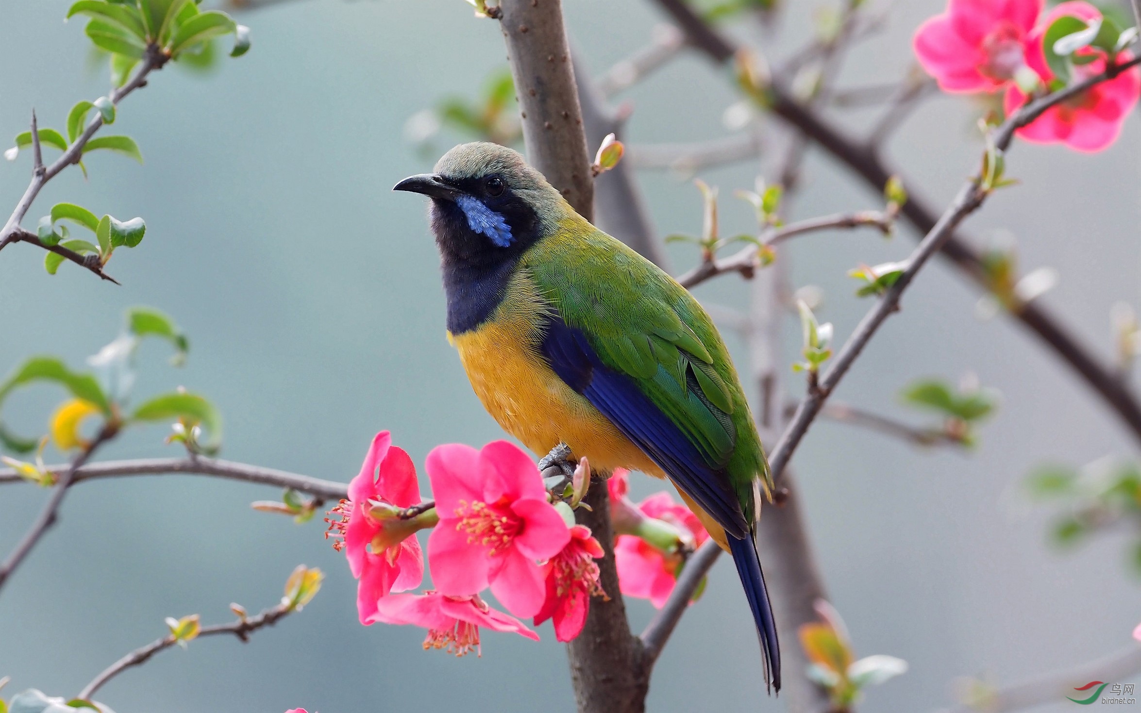 我在春天等你——橙腹叶鹎美少年!