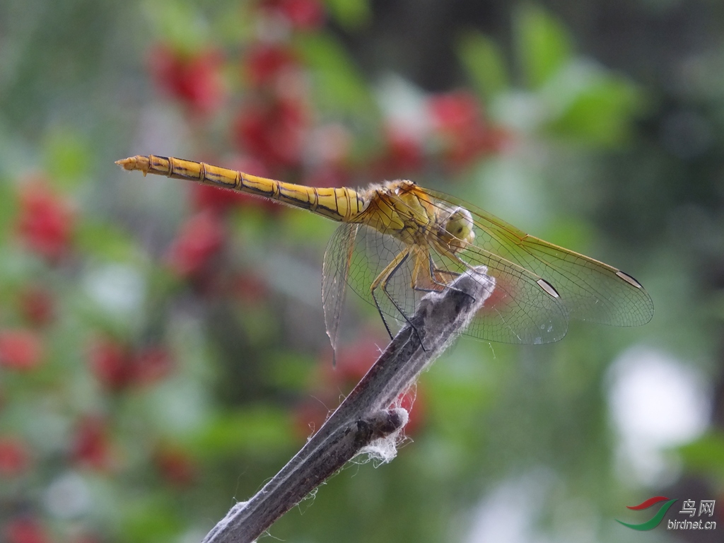 DSCF7178.jpg