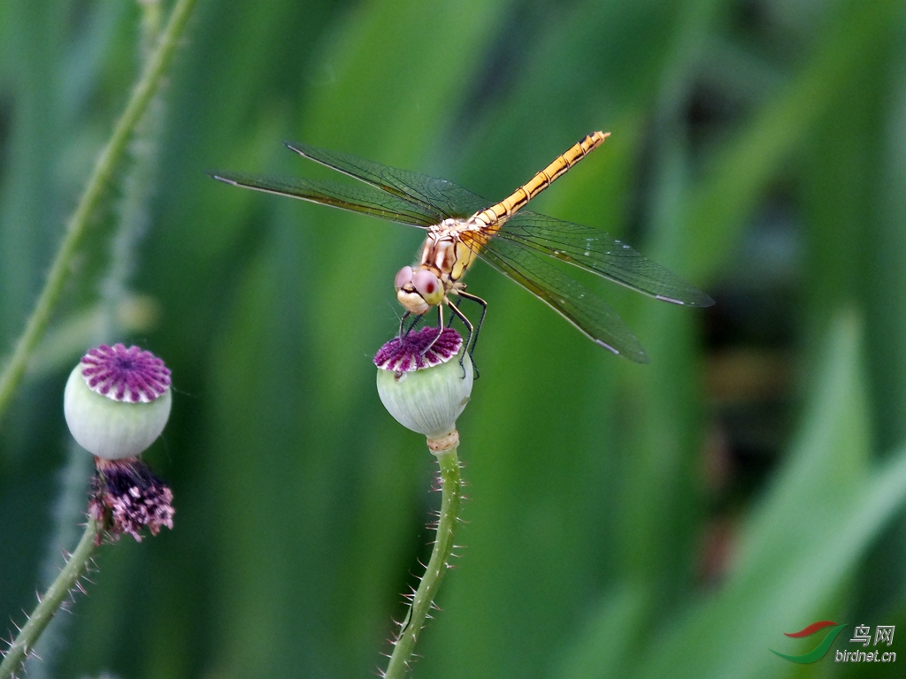 DSCF7205.jpg