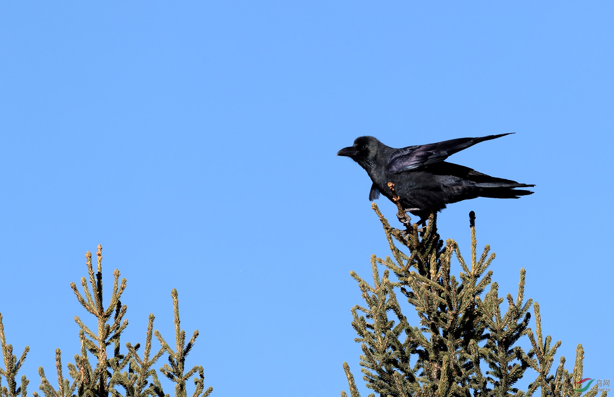 大嘴乌鸦(学名 corvus macrorhynchos)又叫巨嘴鸦,俗称老鸦,老鸹.