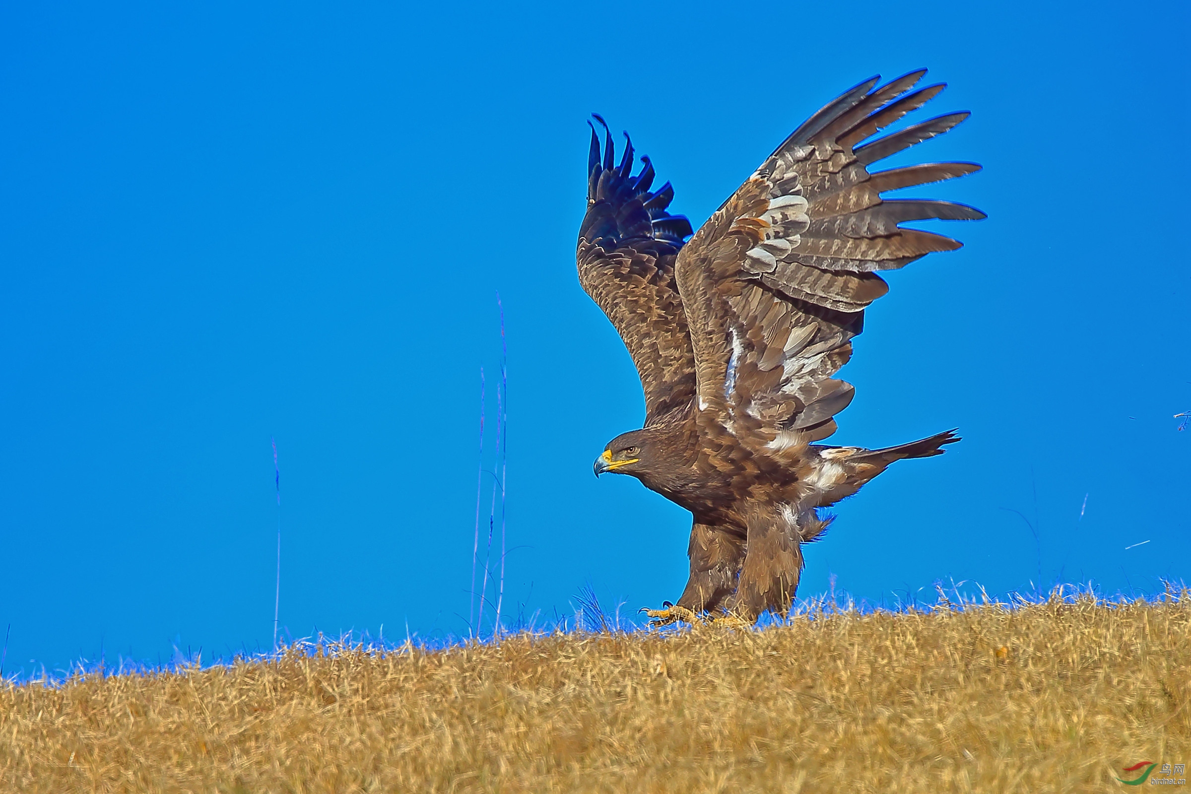 《奋力升空》草原雕