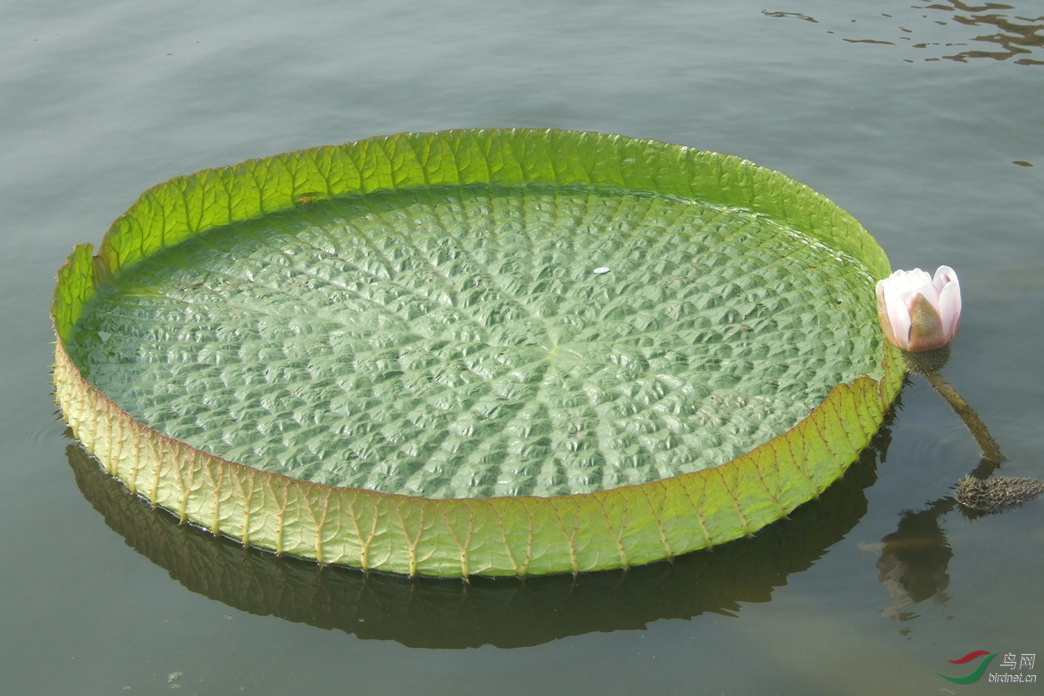 王莲叶直径达两米左右