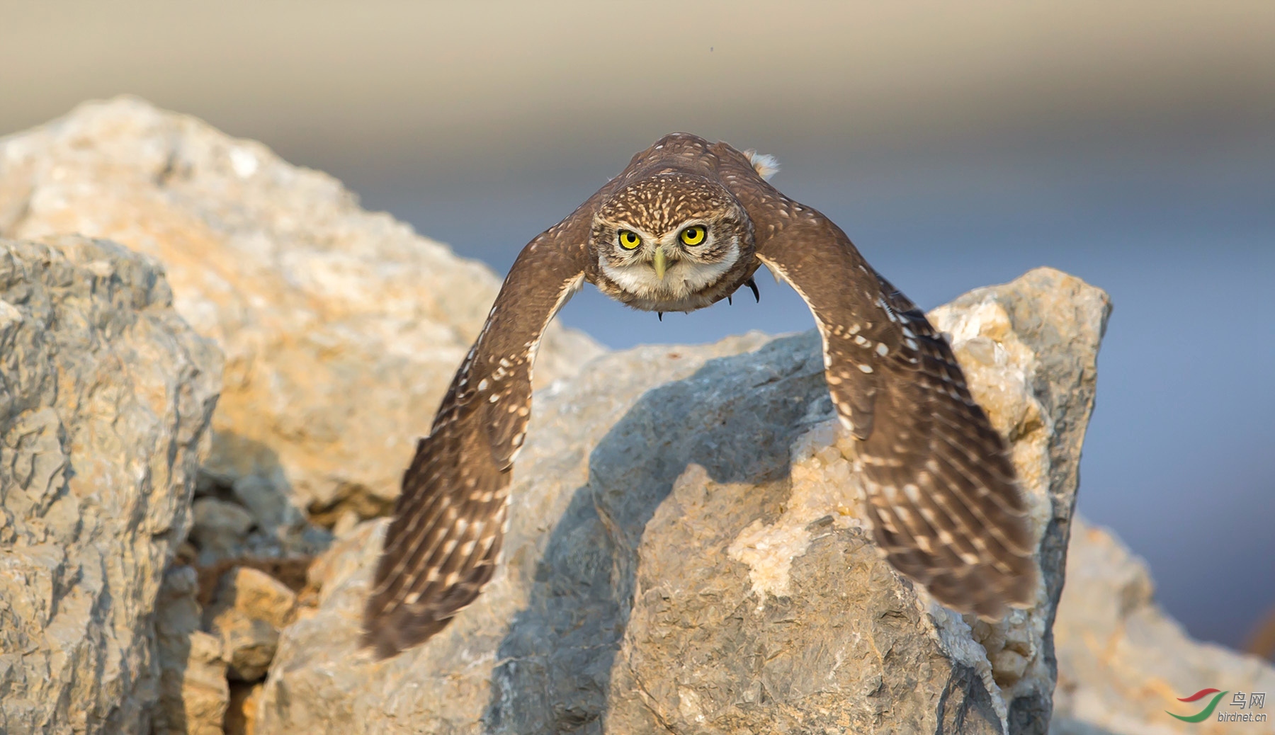 威猛的小猫纵纹腹小鸮