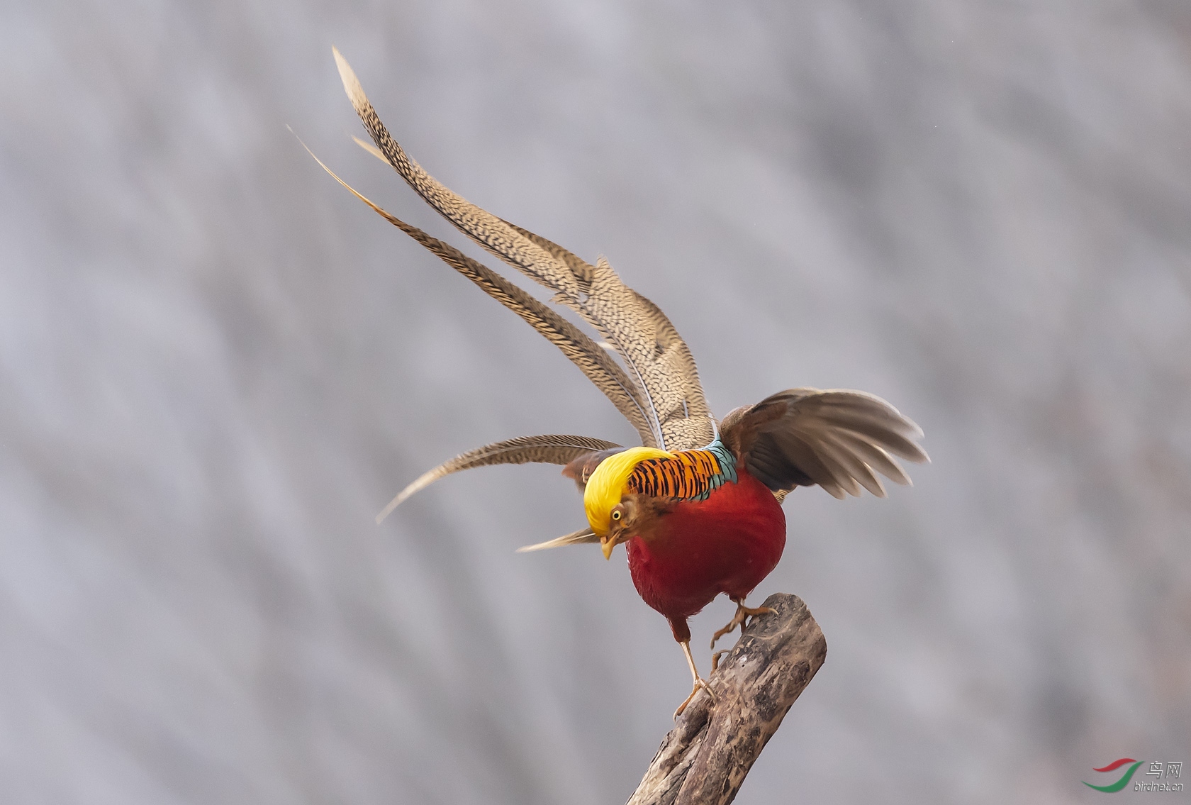 火红的鸡,火红的年!(新年第一拍)