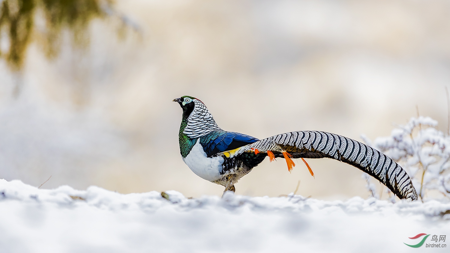 白腹锦鸡踏雪