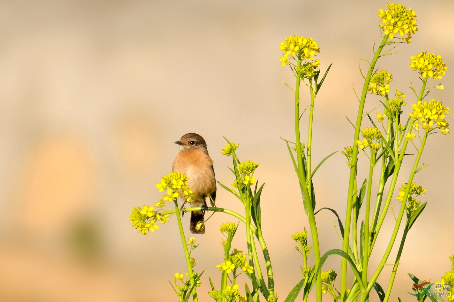 2019008.С��ׯ�ߵĲ˵�С��