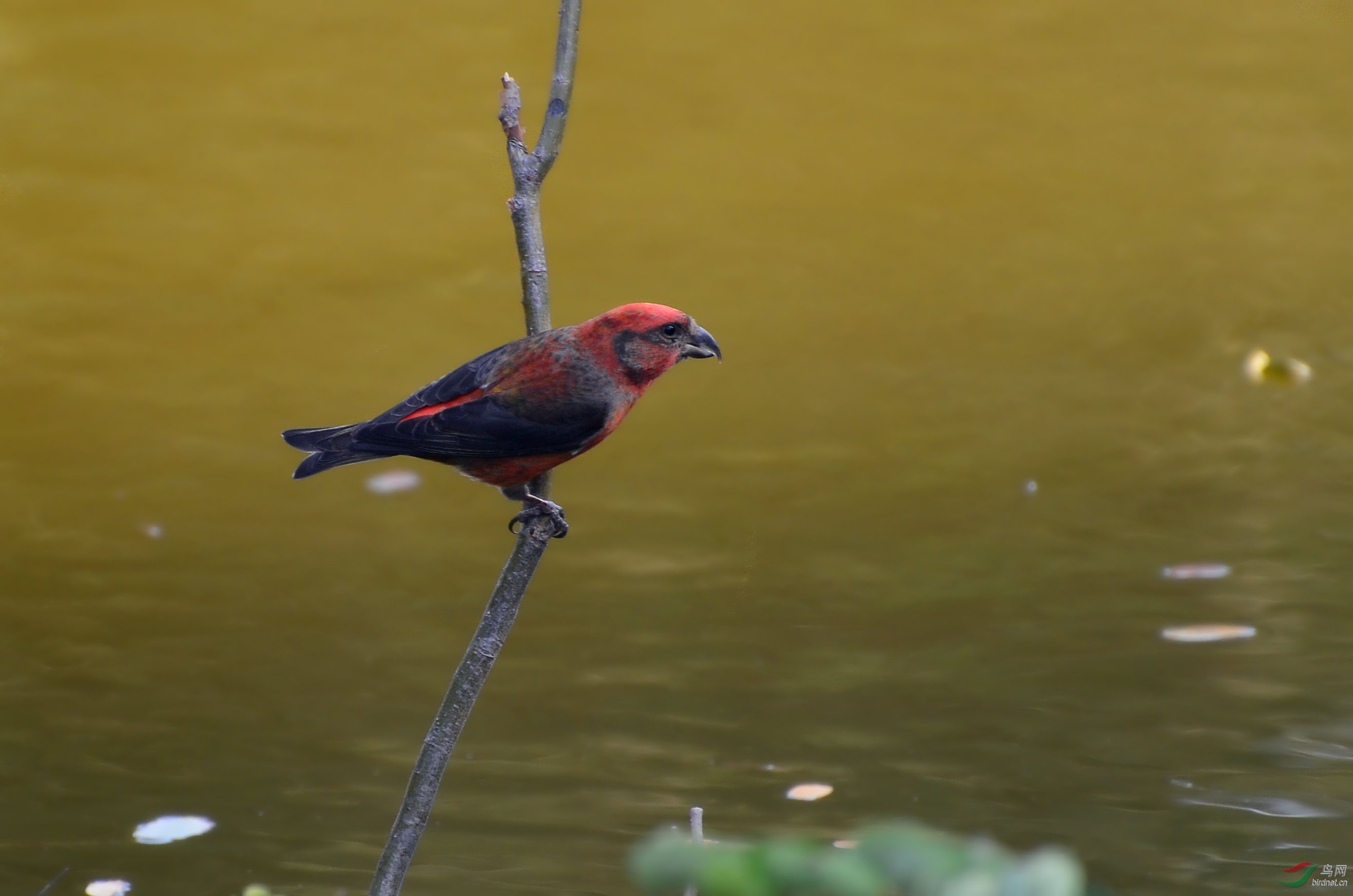 DSC_1178.JPG