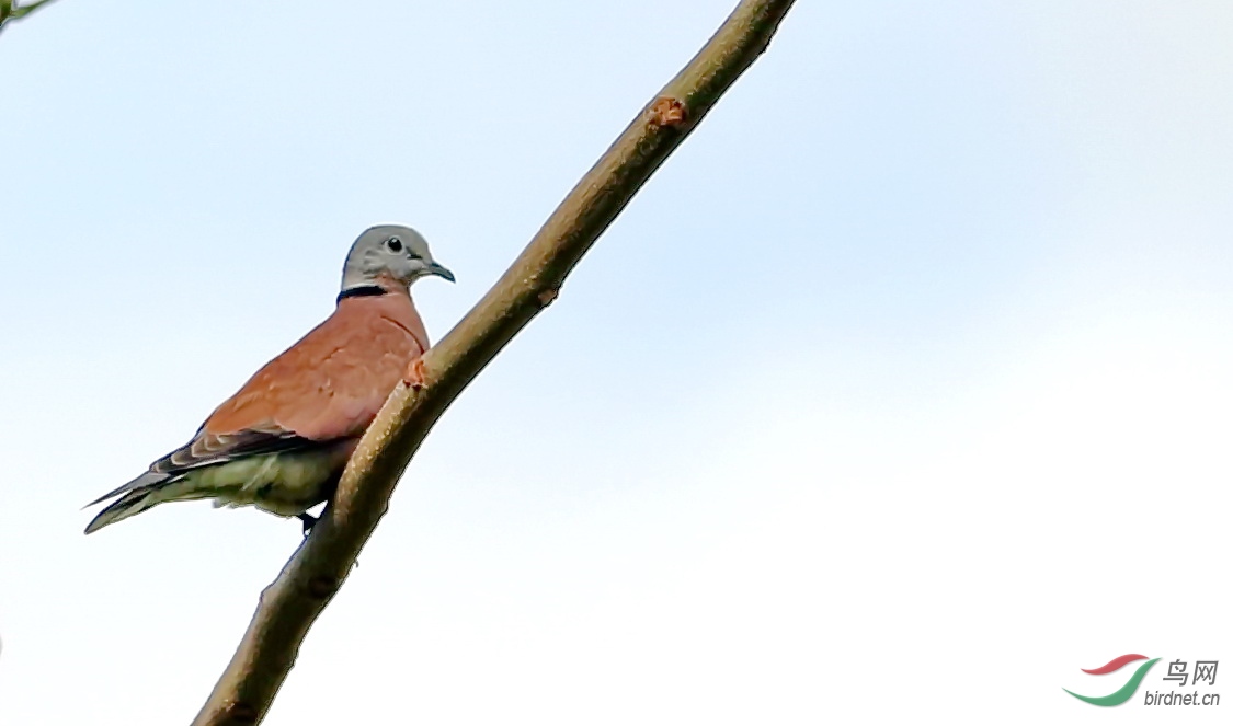 红鸠鸟 - 河南版 henan 鸟网