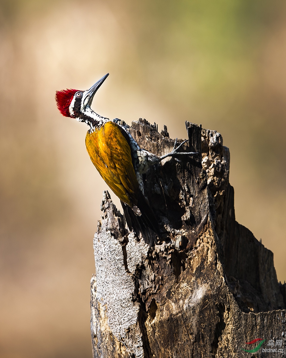 _DSC1132---A02-05---T.jpg