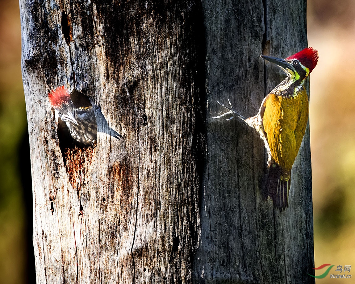 _DSC1331---A02-05---T.jpg
