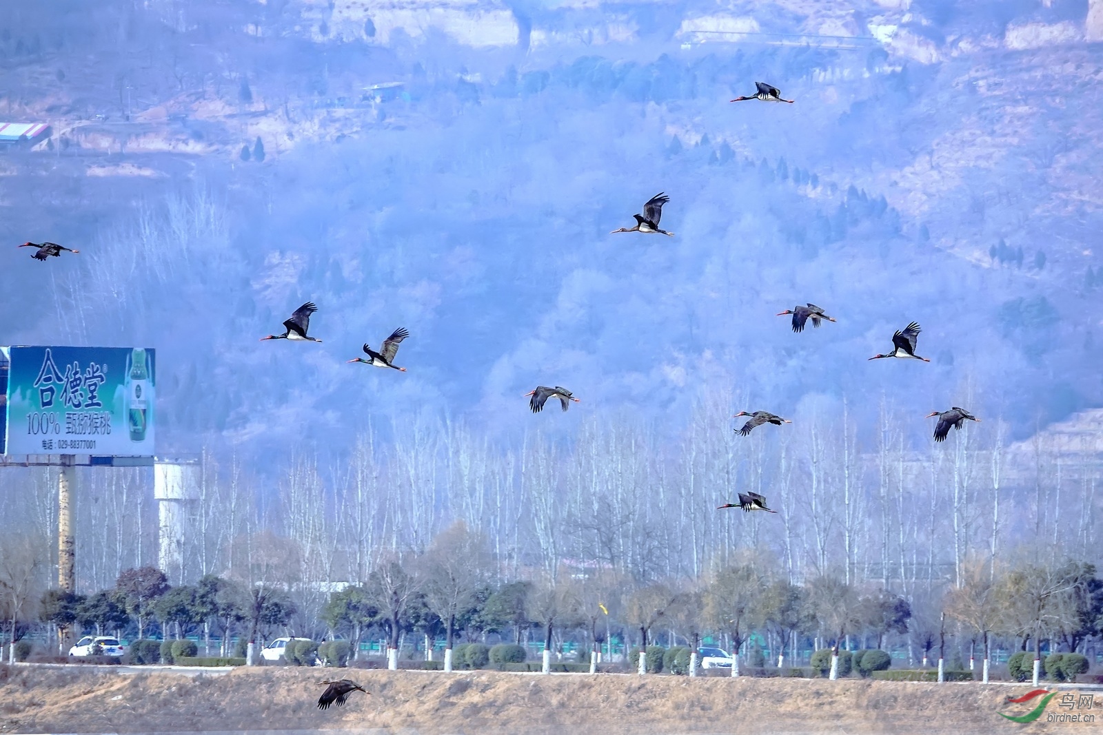 DSC03966wb.jpg