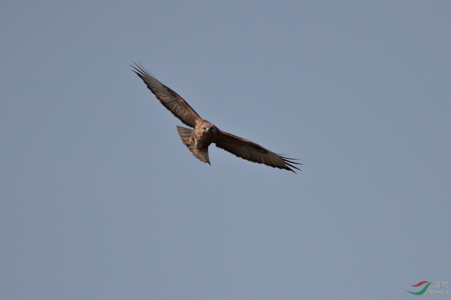 IMG_5981.JPG