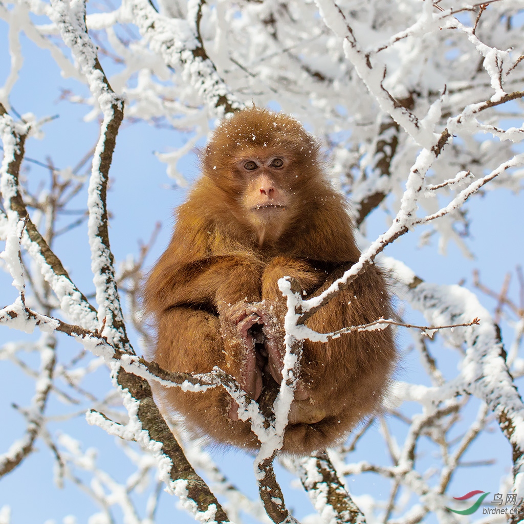 雪中黄山短尾猴 野生动物版 鸟网