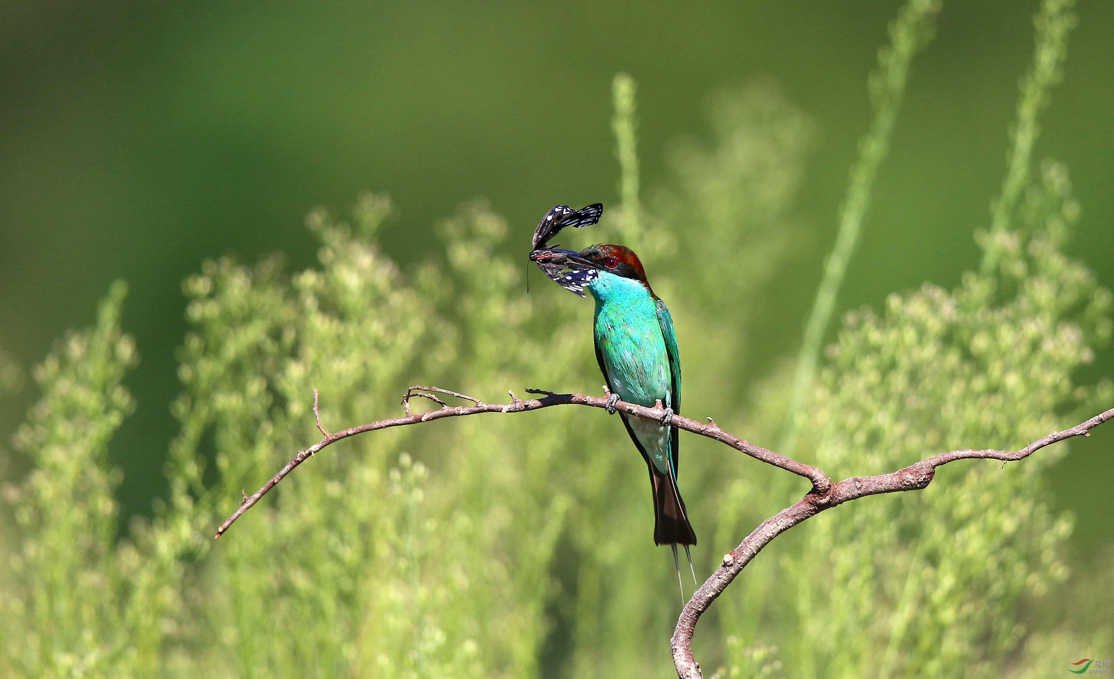 蓝喉蜂虎, - 重庆版 chongqing 鸟网