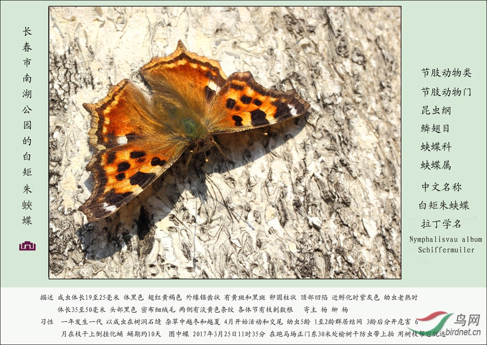 节肢动物系列 白矩朱蛱蝶