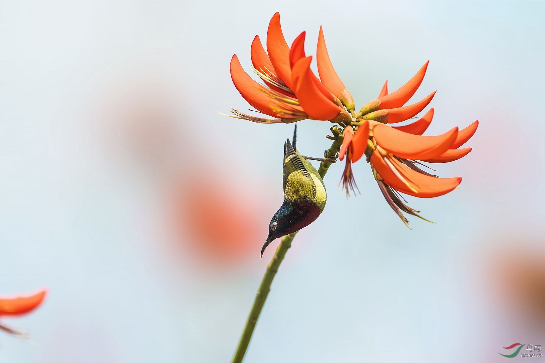 刺桐花下----叉尾太阳鸟