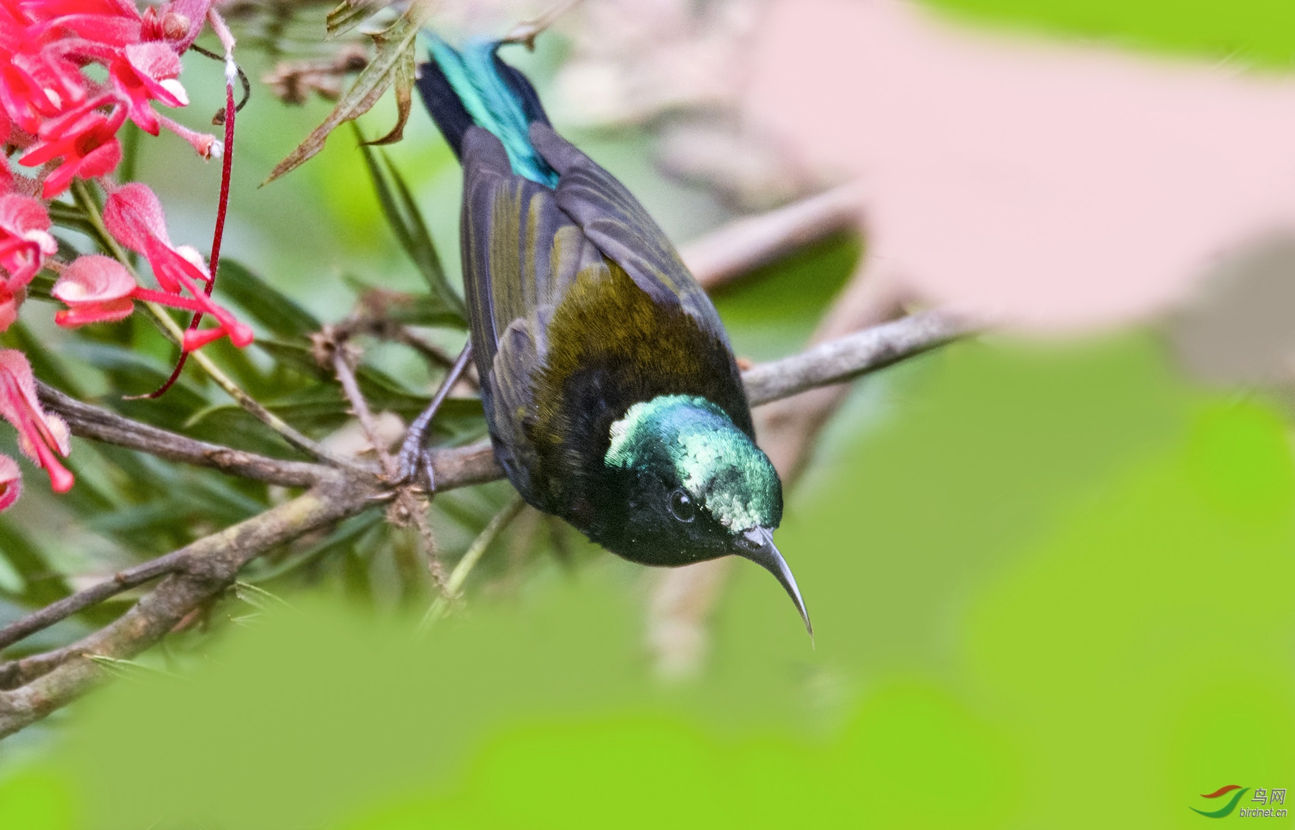 DSC_4529.jpg