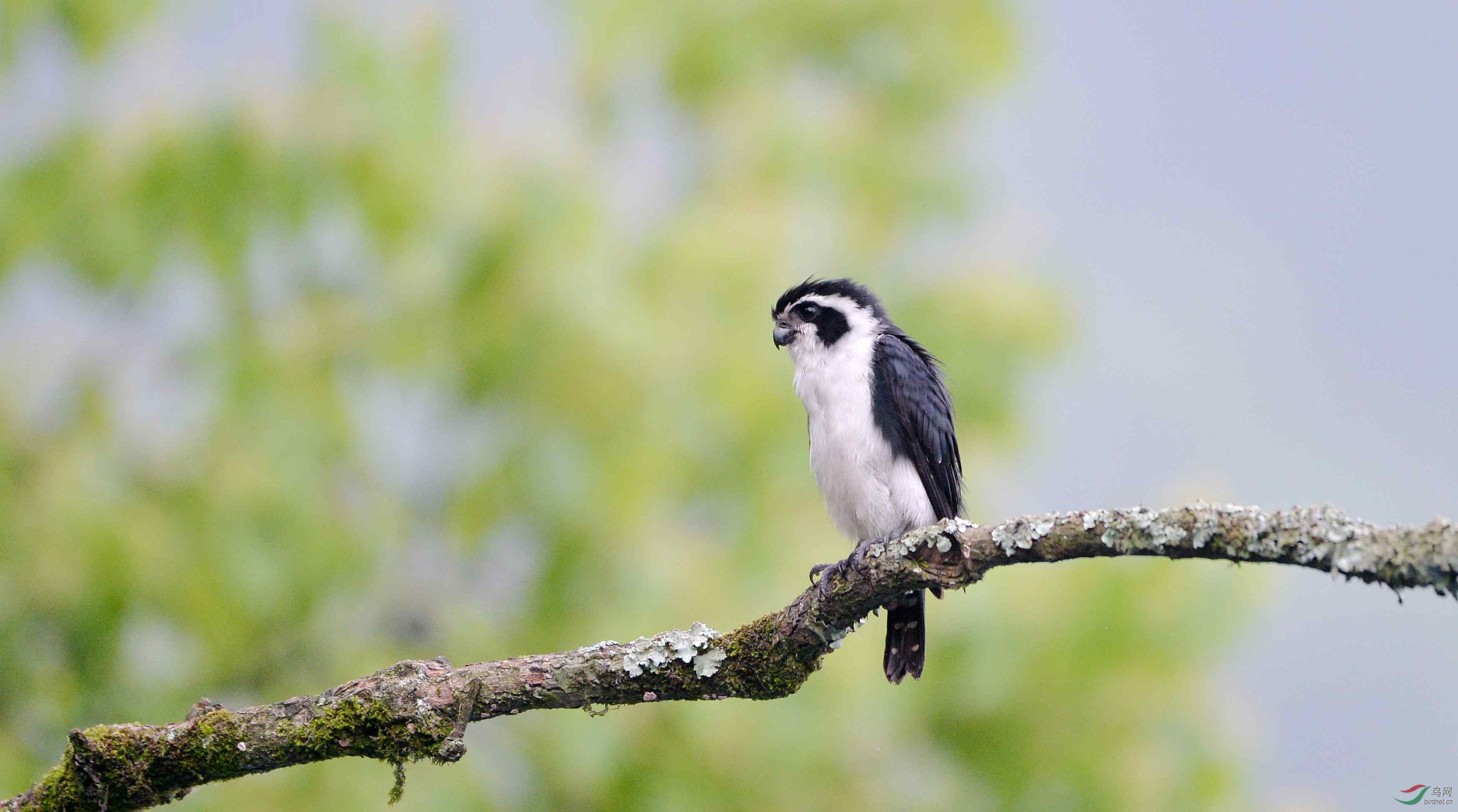 六六大顺迎新春
