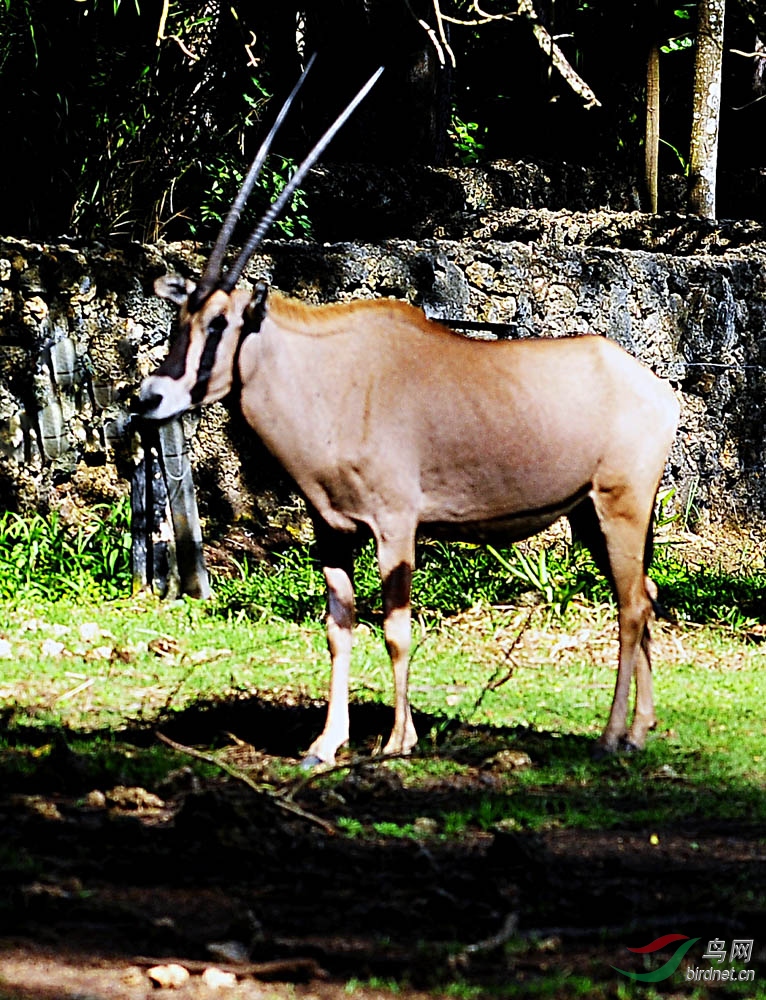 非洲野生动物科普30肯尼亚桑布鲁公园东非剑羚