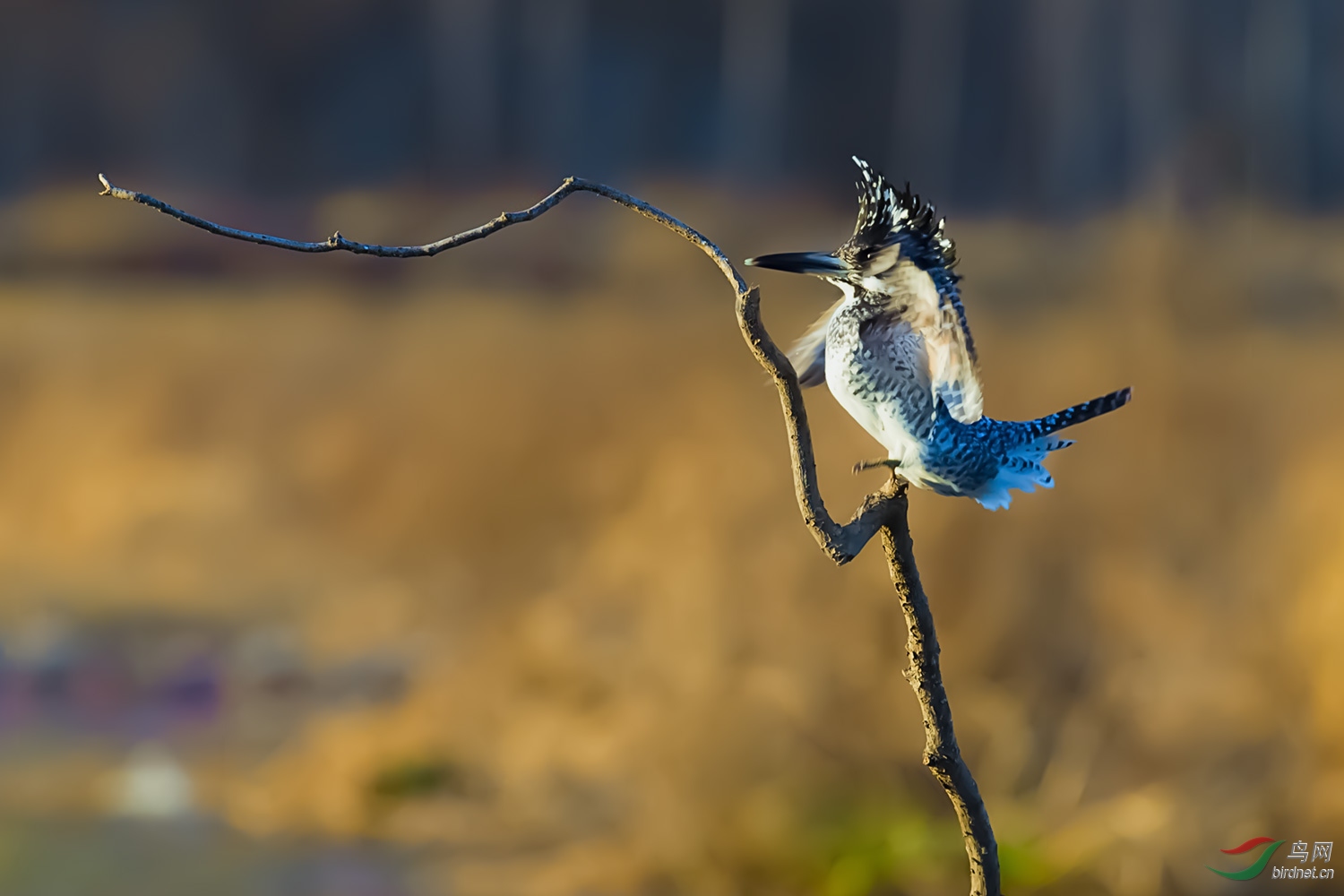 _DSC2715-2.jpg