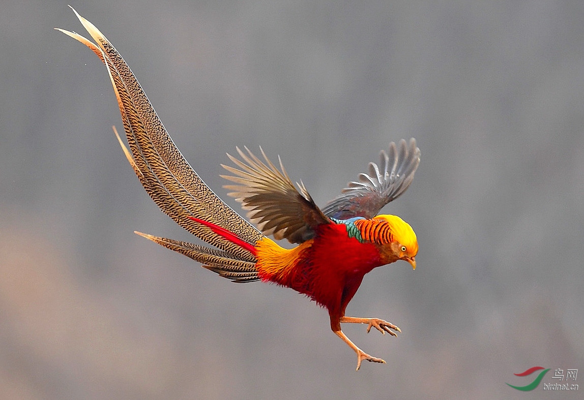 泉水湾红腹锦鸡祝新的一年里,鸟网更加红红火火,老