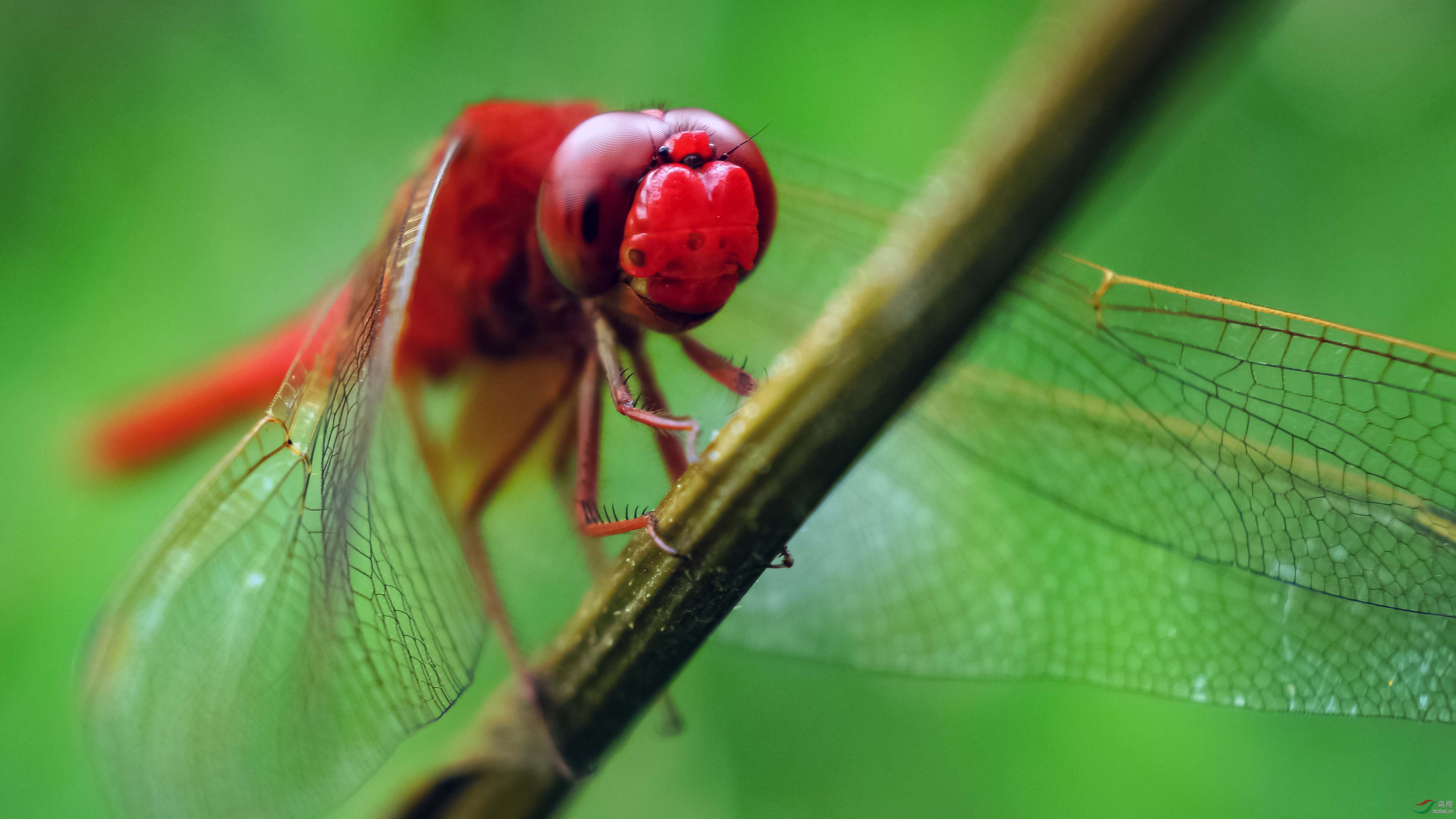 红蜻蜓 - 昆虫与微距 鸟网