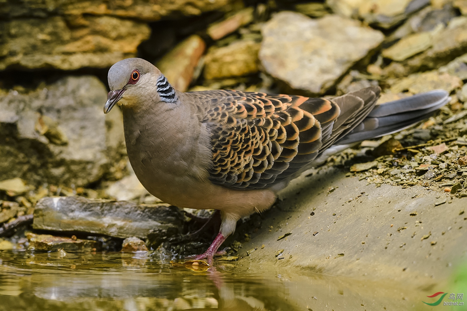 飲水的斑鳩