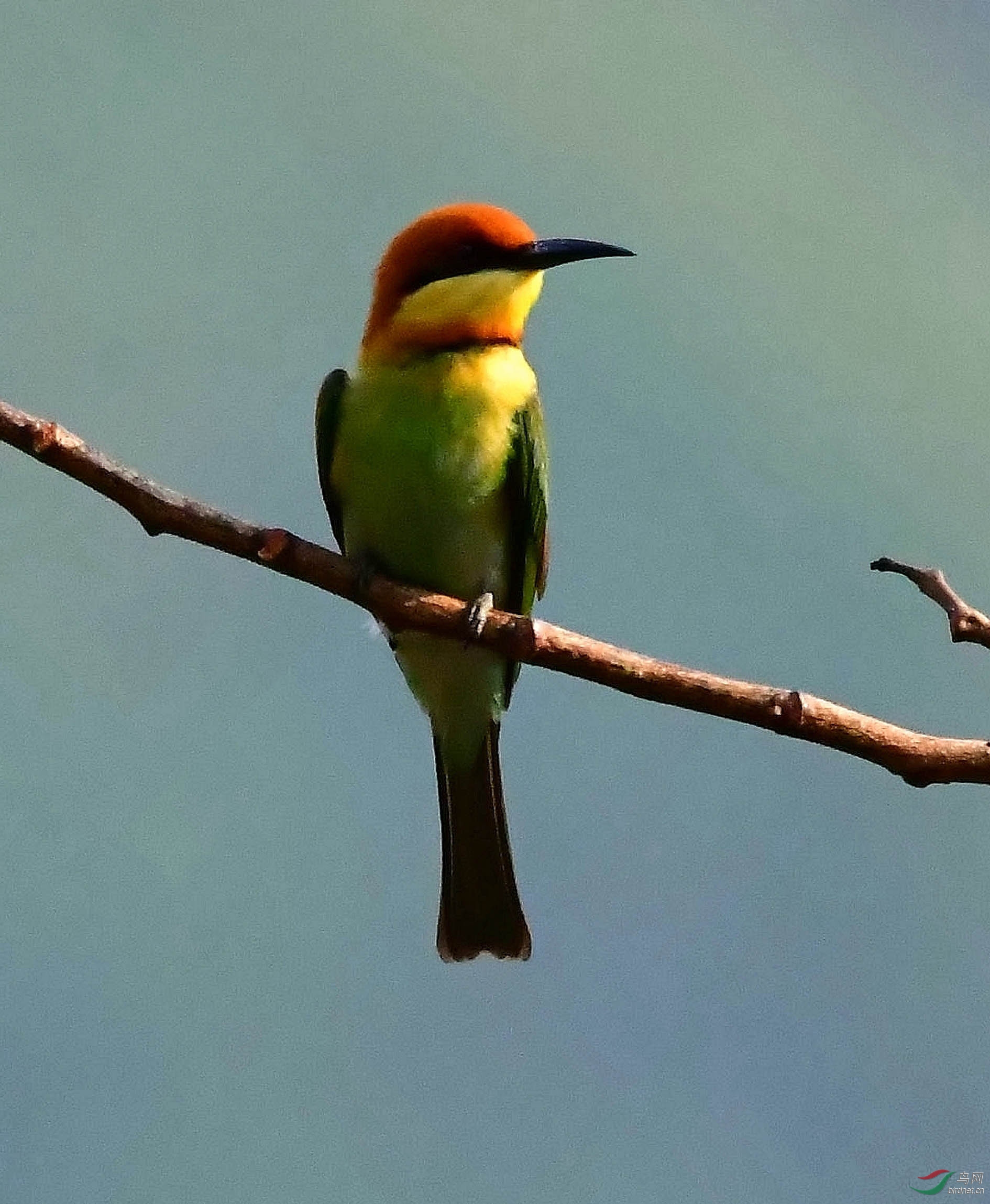 栗头蜂虎 - 广西版 guangxi 鸟网
