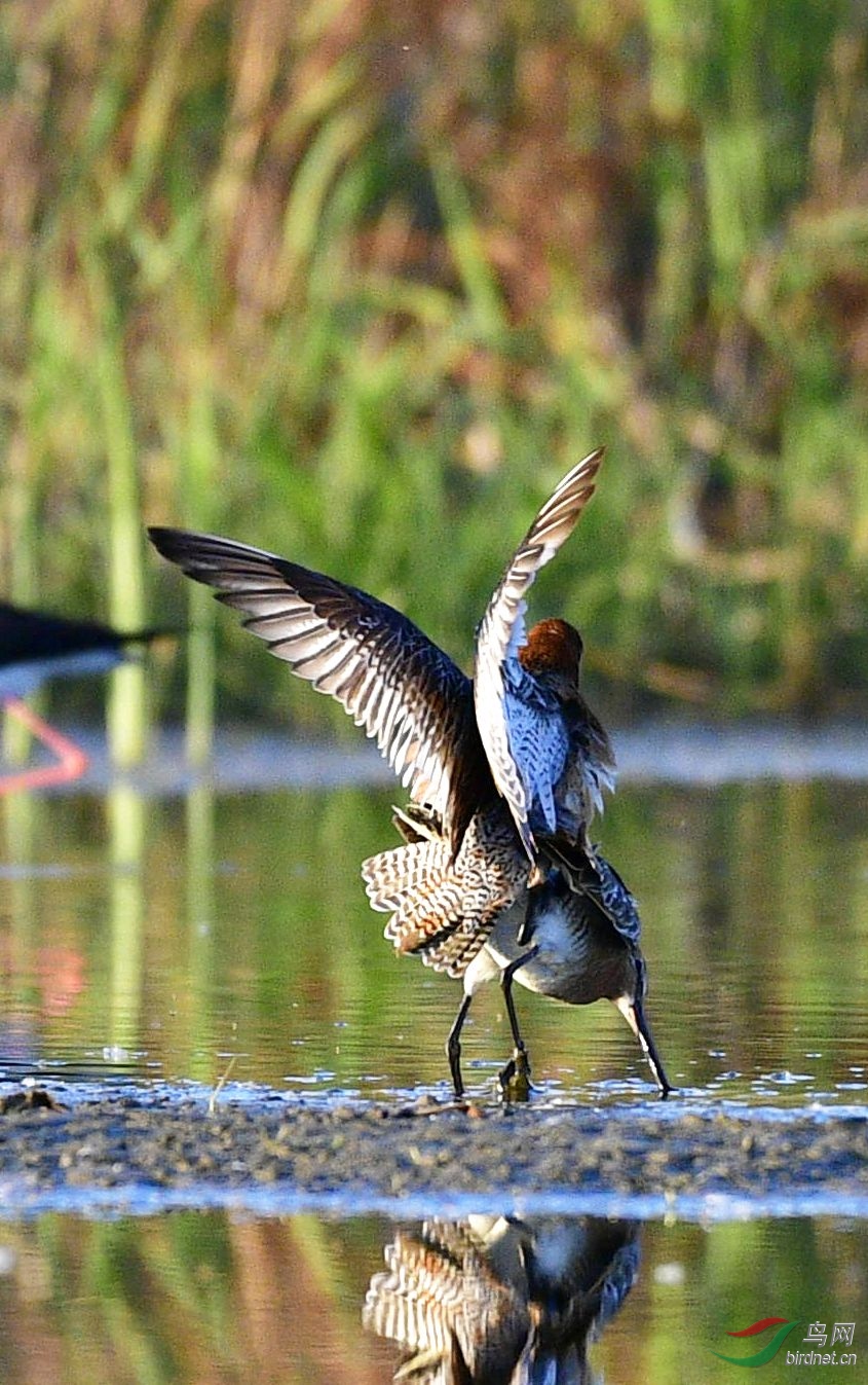 鹬- 青海版 qinghai 鸟网