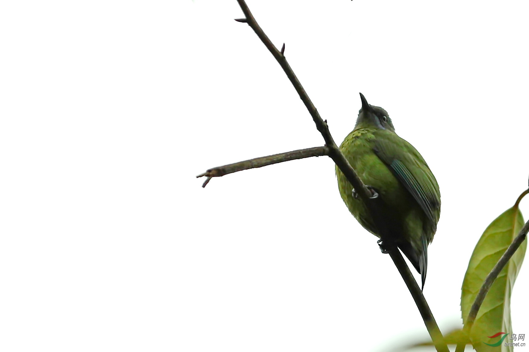 大绿叶鹎 - 海南版 hainan 鸟网
