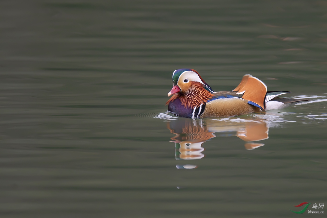 DSC_p2647.jpg