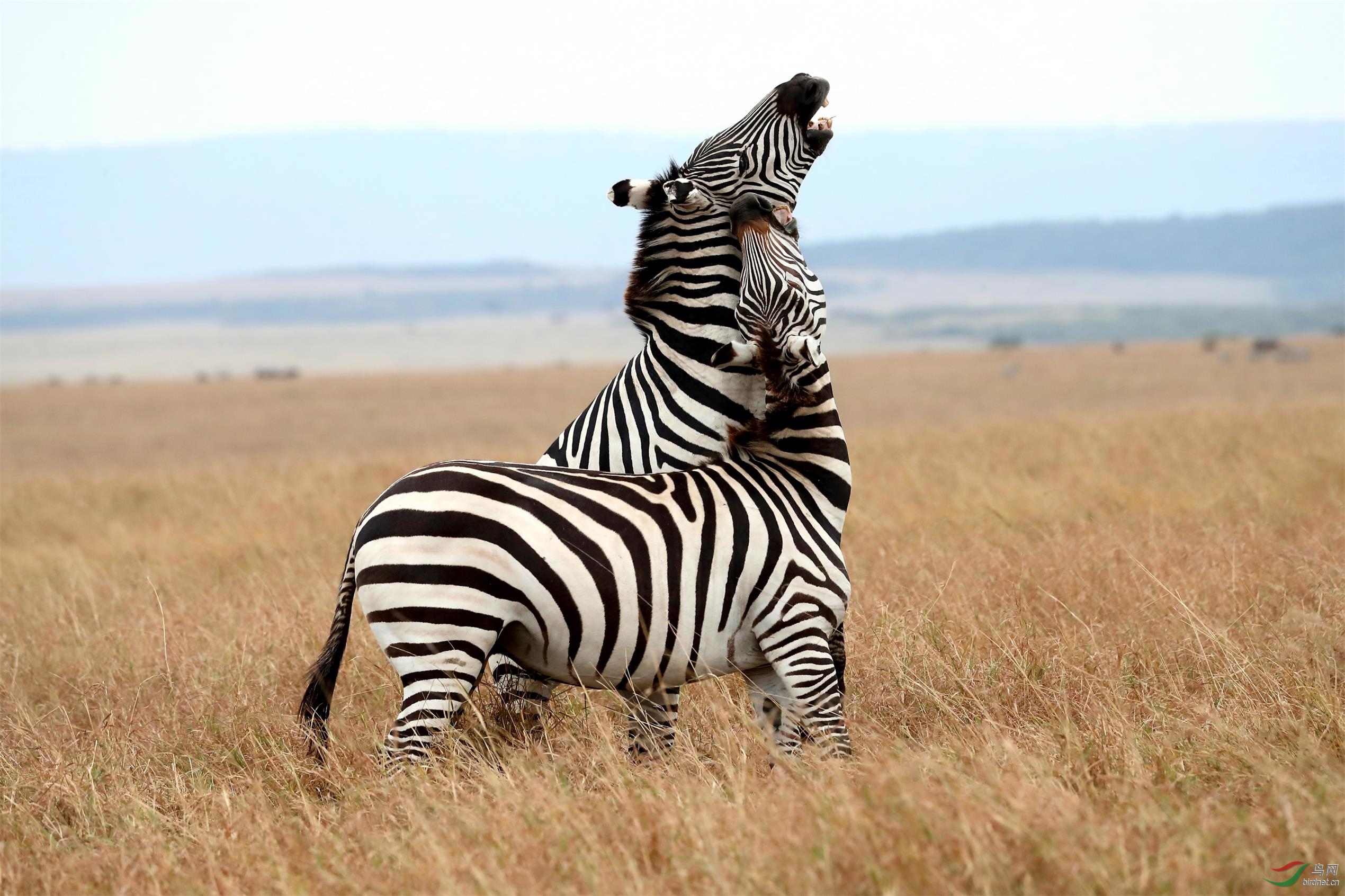 肯尼亚马赛马拉草原斑马争霸战祝贺荣获首页动物精华