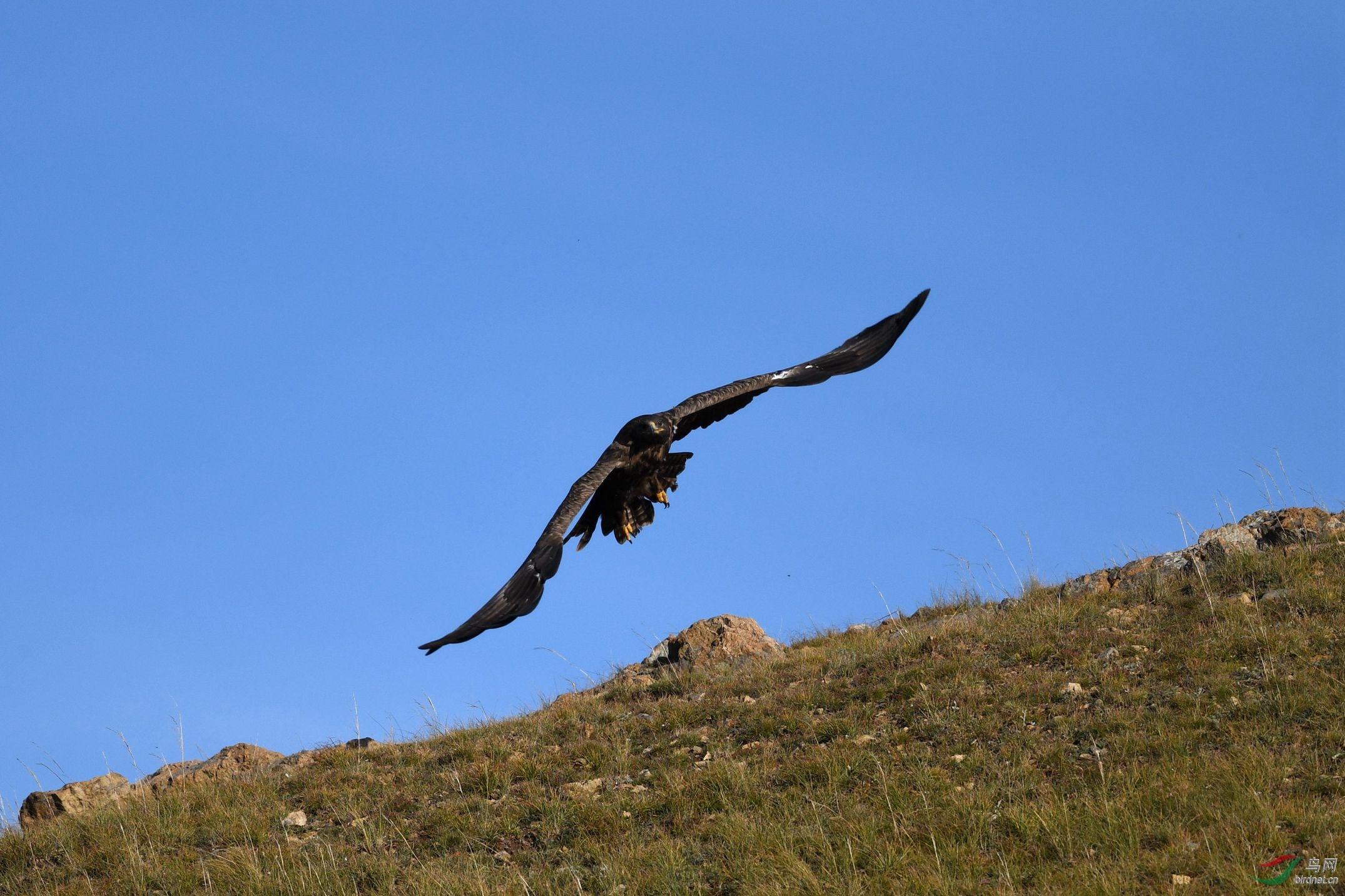 新年新气象雄鹰起飞草原雕