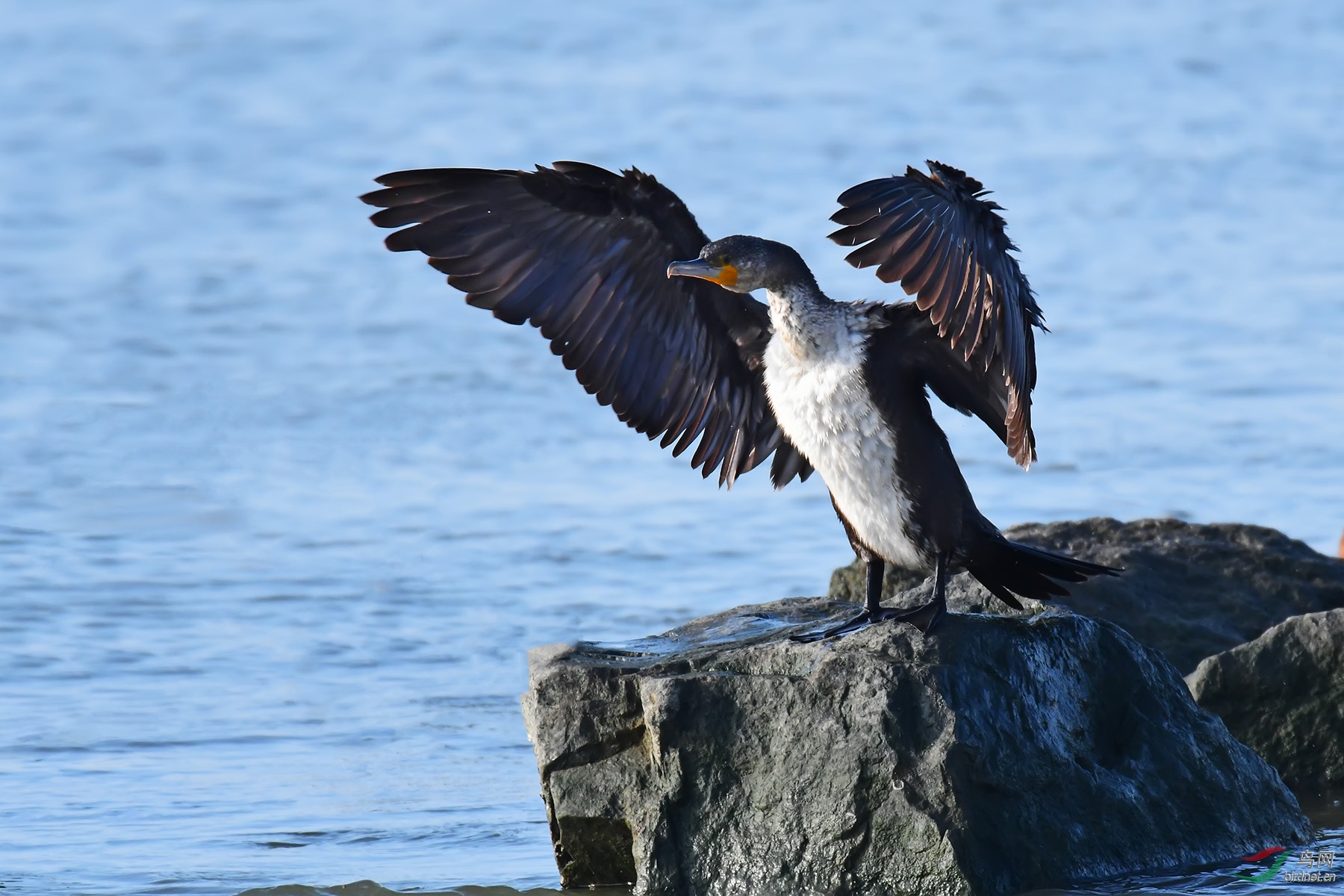 毛茸茸的鸬鹚 - 广东版 guangdong 鸟网