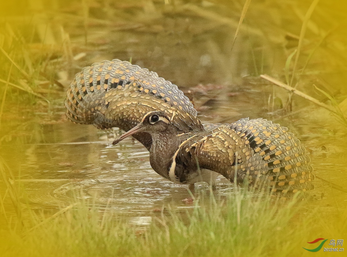 ������Լ���������ڶ���