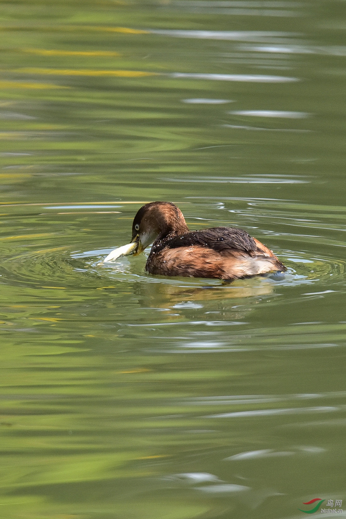 DSC_0984.JPG