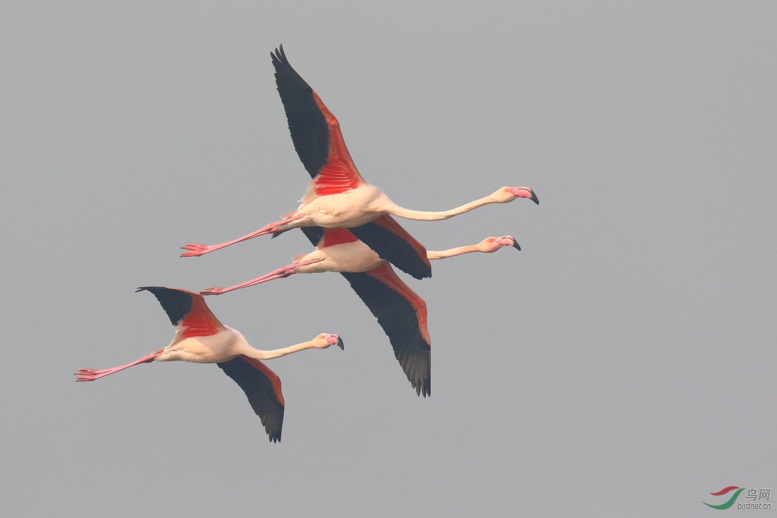 新鲜出炉大红鹳