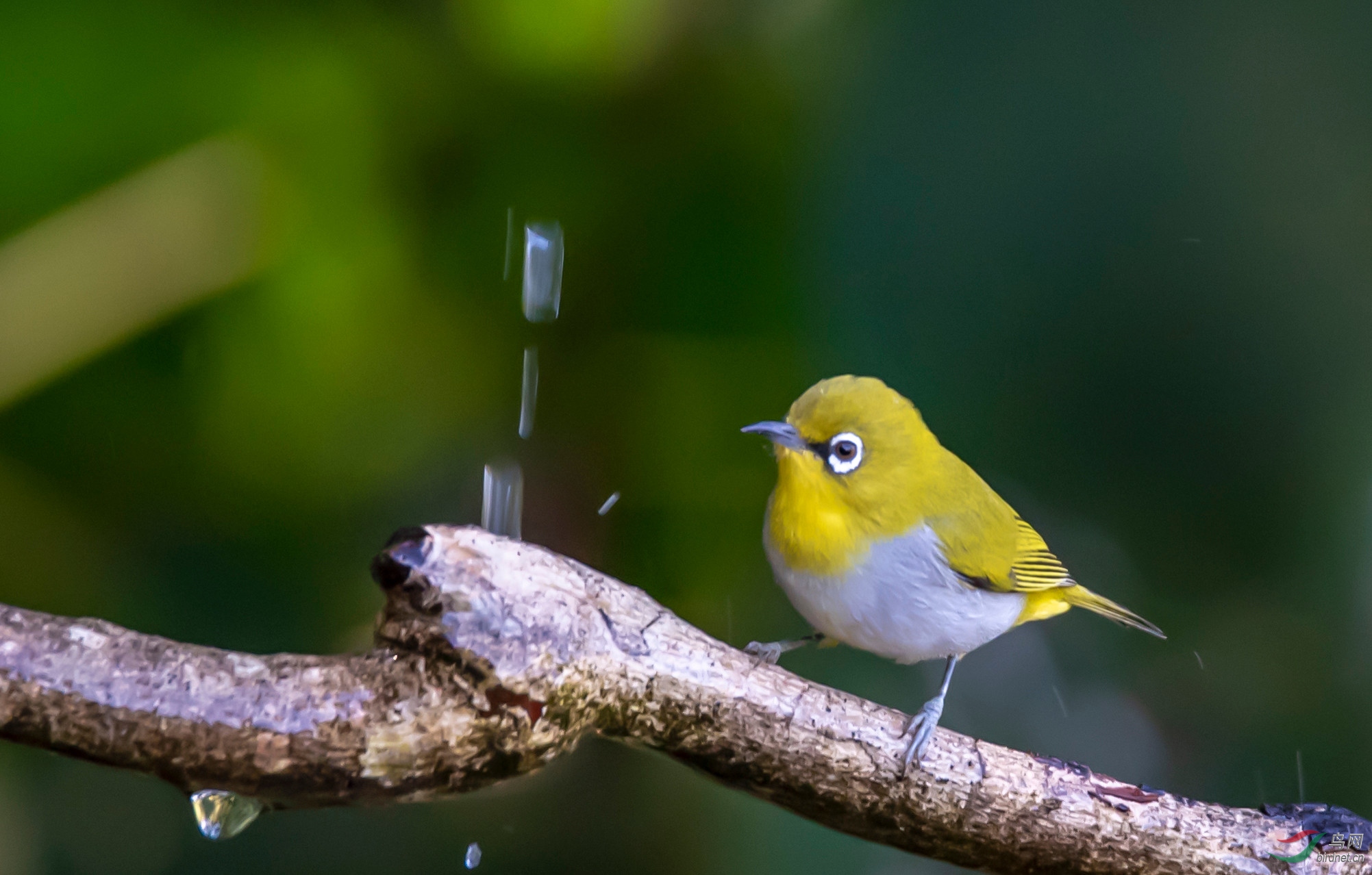 灰腹绣眼鸟 - 林鸟版 鸟网