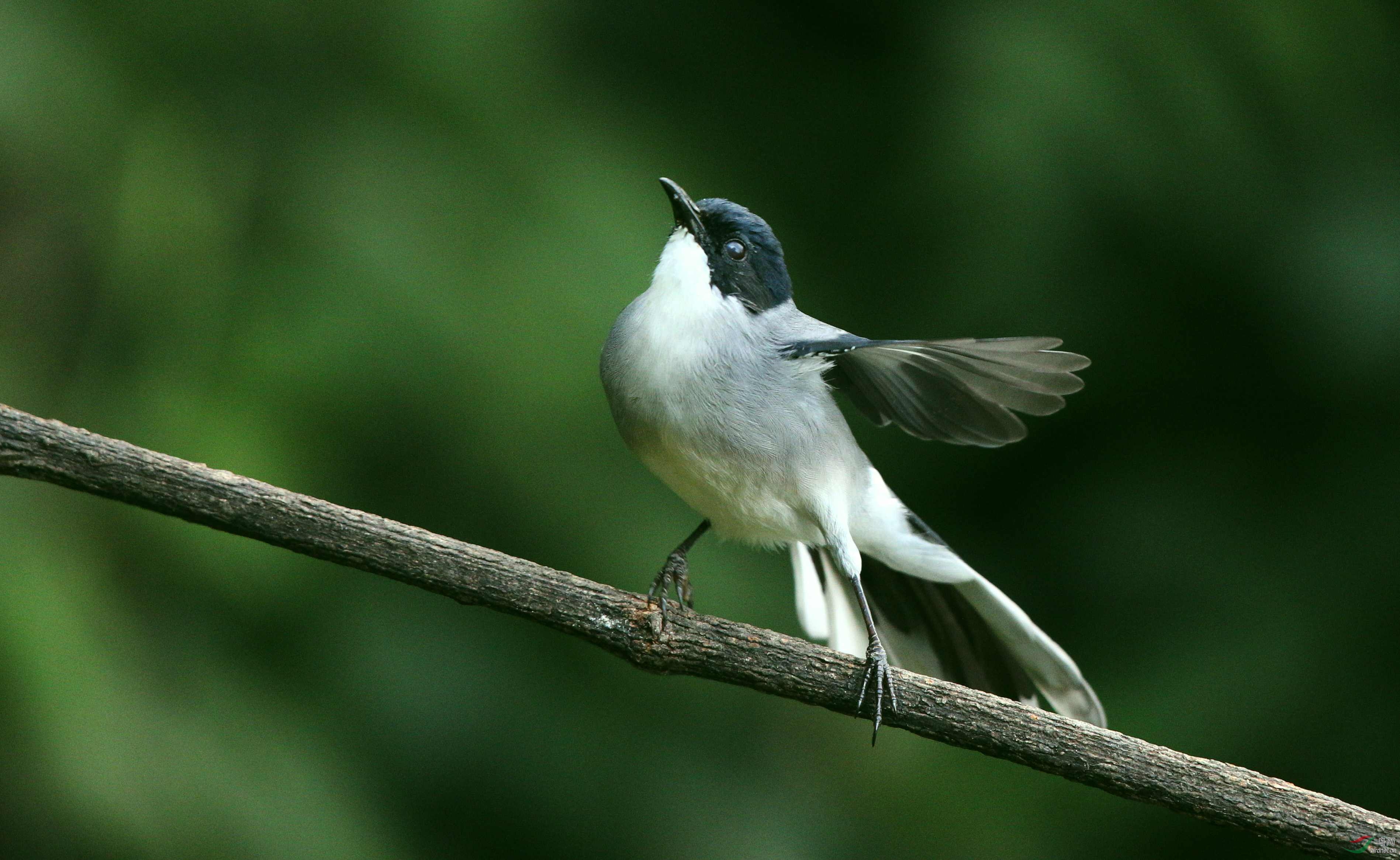 黑头奇鹛 - 黑龙江版 heilongjiang 鸟网