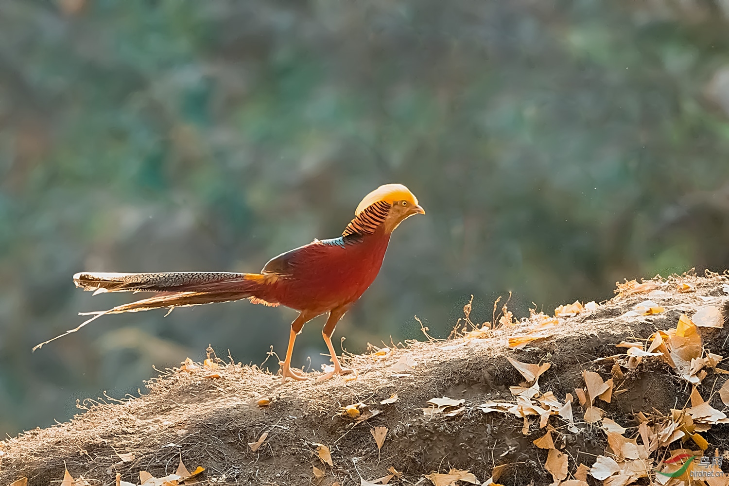 _DSC5080-2.jpg