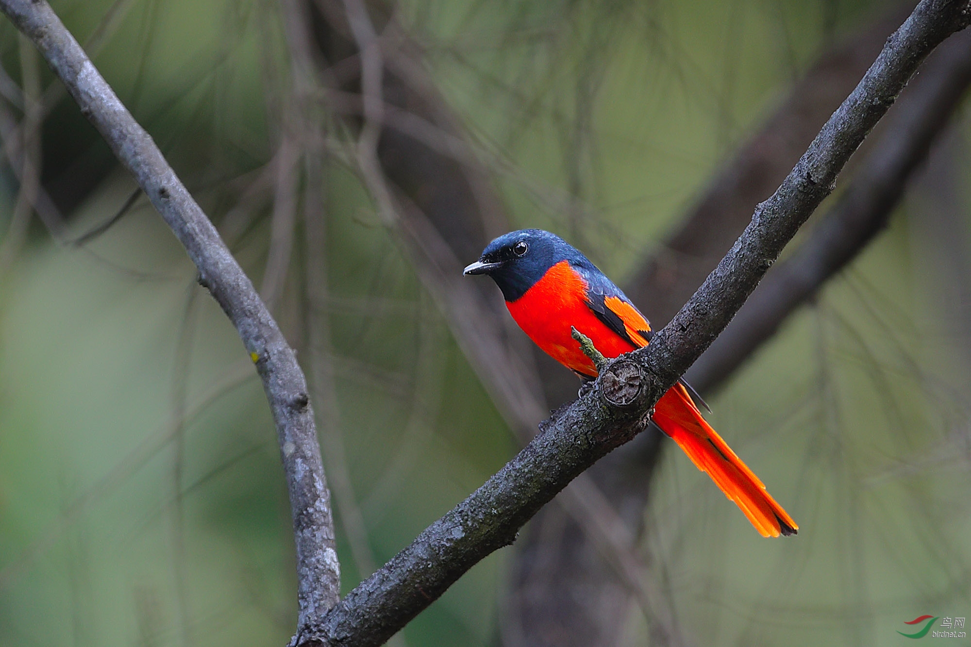红火 红火----赤红山椒鸟