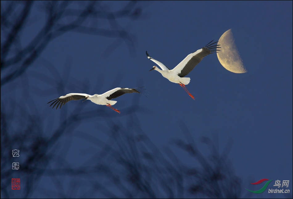 ҹ�� ֦�� ������ ����.jpg