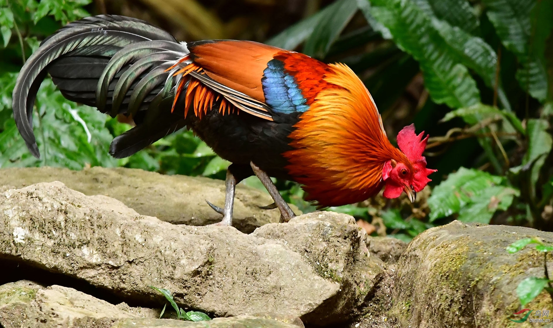 原鸡- 黑龙江版 heilongjiang 鸟网