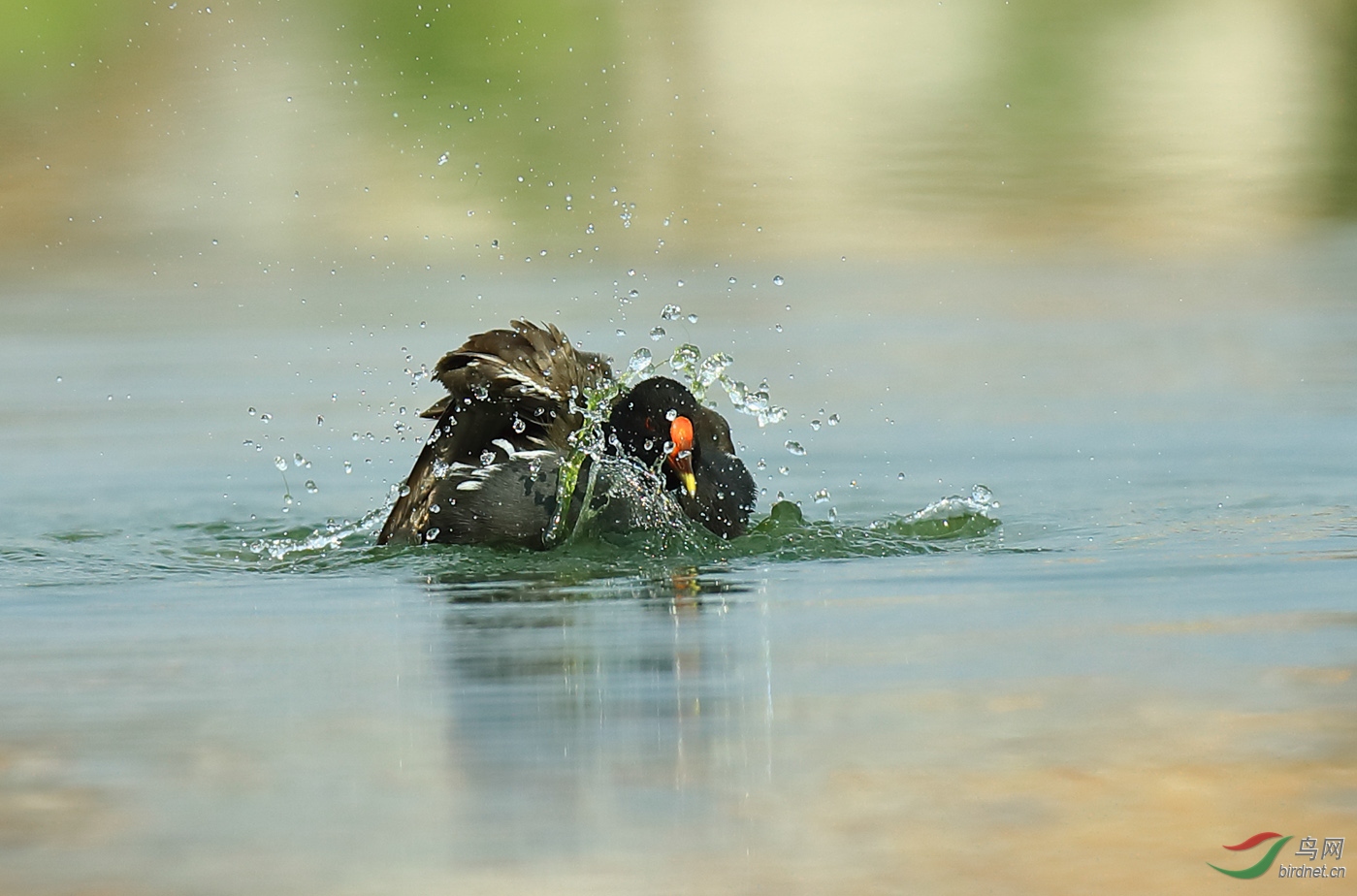 《黑水鸡洗澡》