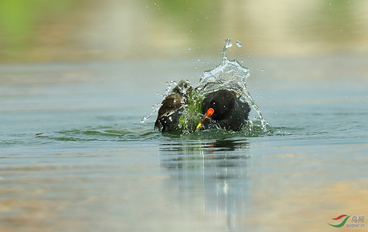 《黑水鸡洗澡》