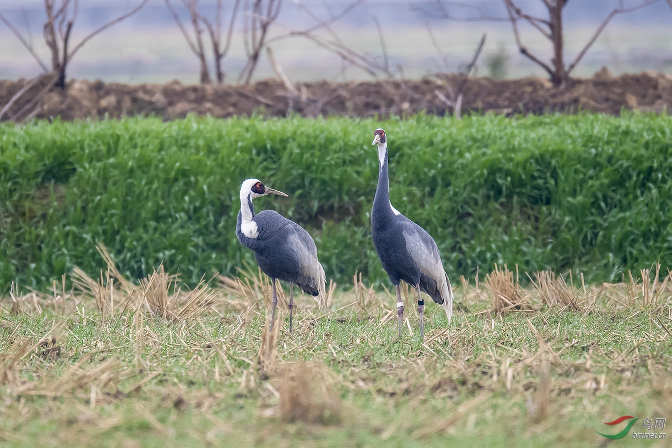 DSC_p2124.jpg